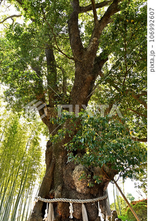 川口散歩:真言宗智山派 地蔵院 御神木 川口市桜町 川口散歩:真言宗智山派 地蔵院 御神木 川口市桜町 106992607