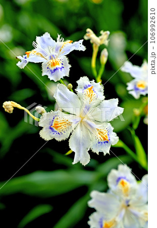 川口散歩:真言宗智山派 地蔵院 シャガの花 川口市桜町 川口散歩:真言宗智山派 地蔵院 シャガの花 川口市桜町 106992610