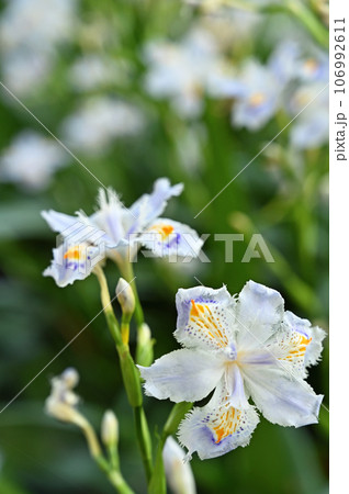 川口散歩：真言宗智山派 地蔵院　シャガの花　川口市桜町 106992611