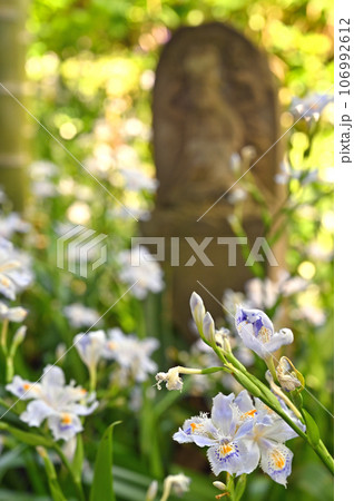 川口散歩:真言宗智山派 地蔵院 シャガの花 川口市桜町 川口散歩:真言宗智山派 地蔵院 シャガの花 川口市桜町 106992612