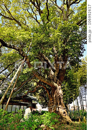 川口散歩:真言宗智山派 地蔵院 御神木 川口市桜町 川口散歩:真言宗智山派 地蔵院 御神木 川口市桜町 106992617