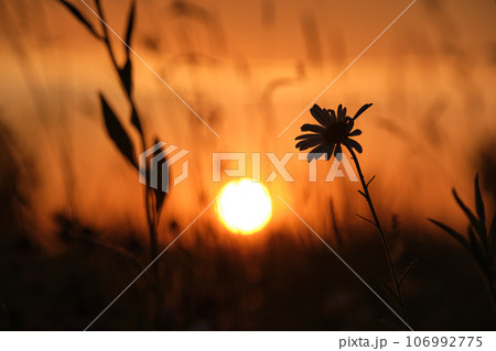 Dark silhouettes of wild flowers against bright colorful sunset sky with setting sun light Dark silhouettes of wild flowers against bright colorful sunset sky with setting sun light 106992775