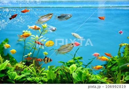Colorful exotic fish swimming in deep blue water aquarium with green tropical plants 106992819