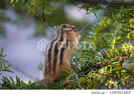 イチイの実を食べる可愛いシマリス 106992868