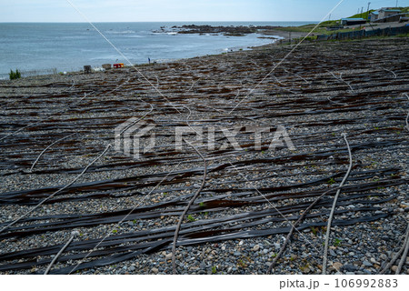 日高昆布漁最盛期 106992883