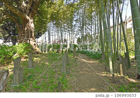 川口散歩:真言宗智山派 地蔵院 庭園 竹林 川口市桜町 川口散歩:真言宗智山派 地蔵院 庭園 竹林 川口市桜町 106993033