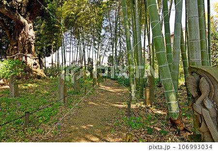 川口散歩：真言宗智山派 地蔵院　庭園　竹林　川口市桜町 106993034