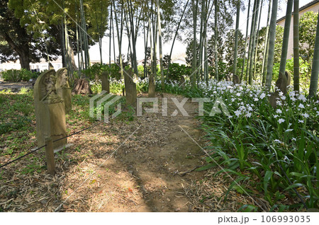 川口散歩：真言宗智山派 地蔵院　庭園　竹林　川口市桜町 106993035