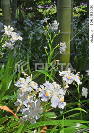 川口散歩:真言宗智山派 地蔵院 境内に咲くシャガの花 川口市桜町 川口散歩:真言宗智山派 地蔵院 境内に咲くシャガの花 川口市桜町 106993036
