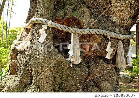 川口散歩：真言宗智山派 地蔵院　御神木　川口市桜町 106993037