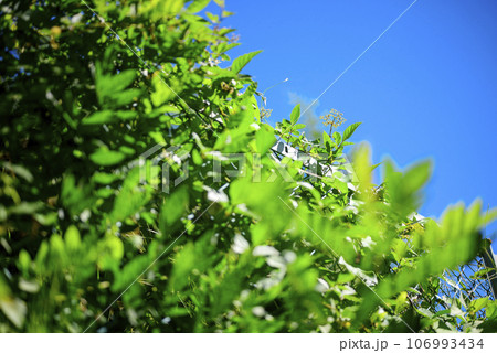 フェンス 田舎 秋 イメージ フェンス 田舎 秋 イメージ 106993434