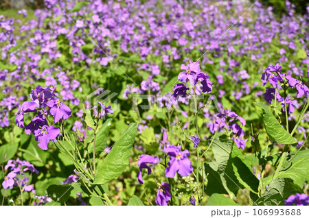 川口散歩:植物・ショカッサイ アブラナ科 川口市桜町 川口散歩:植物・ショカッサイ アブラナ科 川口市桜町 106993688