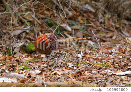 ヤマドリ 106993809