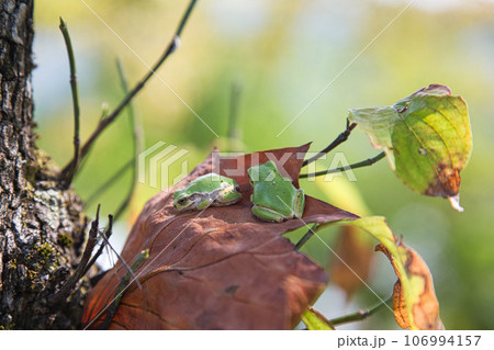 夏も終わりの福井県総合グリーンセンター 夏も終わりの福井県総合グリーンセンター 106994157