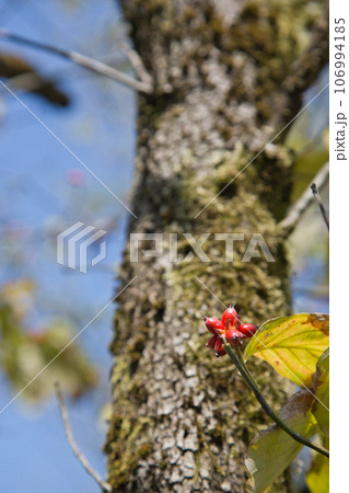 夏も終わりの福井県総合グリーンセンター 夏も終わりの福井県総合グリーンセンター 106994185