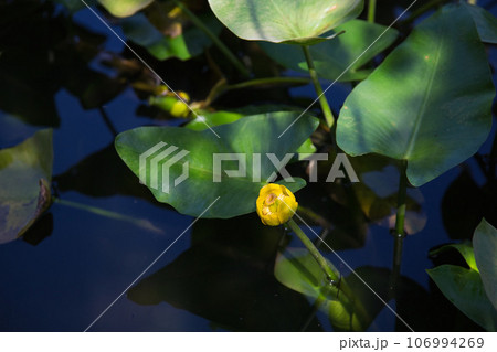 夏も終わりの福井県総合グリーンセンター 夏も終わりの福井県総合グリーンセンター 106994269