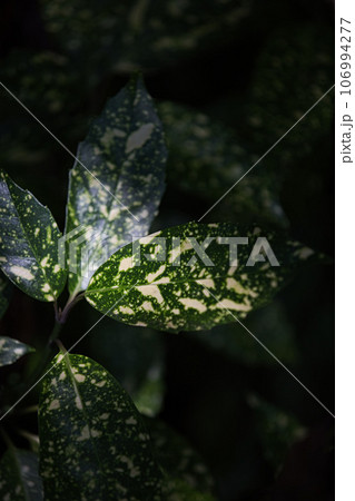 夏も終わりの福井県総合グリーンセンター 106994277