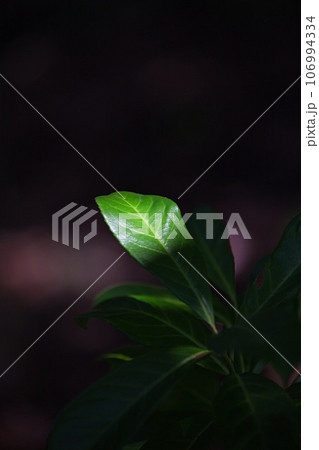 夏も終わりの福井県総合グリーンセンター 106994334