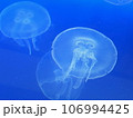 水槽のクラゲ 106994425