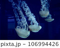 水槽のクラゲⅡ 106994426