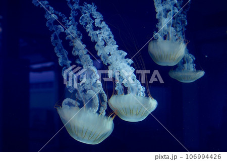 水槽のクラゲⅡ 106994426