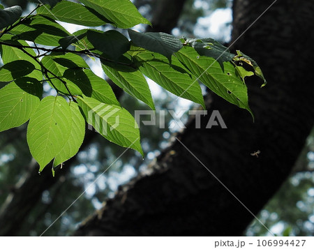 小さな虫の飛翔 小さな虫の飛翔 106994427