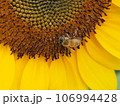 ヒマワリと働き蜂 106994428