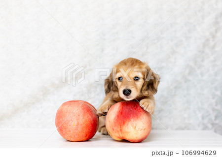 仔犬　カニンヘンダックスフンド 106994629