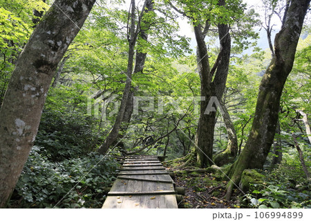 大神山神社奥宮から元谷　夏山ハイキング 106994899
