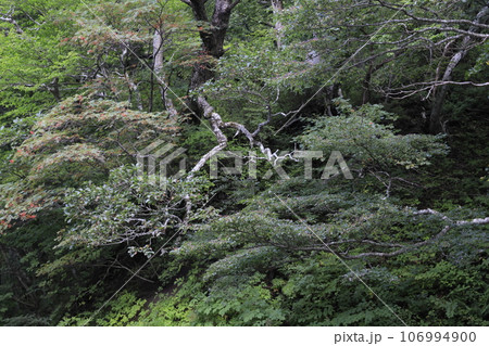 大神山神社奥宮から元谷 夏山ハイキング 大神山神社奥宮から元谷 夏山ハイキング 106994900