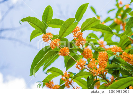 秋の香り【キンモクセイ】 106995005