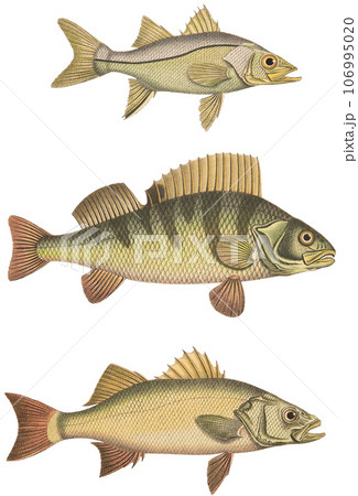 アンティーク・イラスト「19世紀スイスの魚図鑑」 アンティーク・イラスト「19世紀スイスの魚図鑑」 106995020