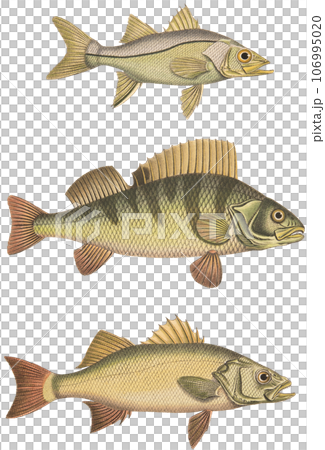 古董插畫“19世紀瑞士魚類百科全書” 古董插畫“19世紀瑞士魚類百科全書” 106995020