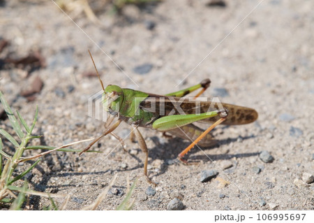 トノサマバッタ　9月中旬 106995697