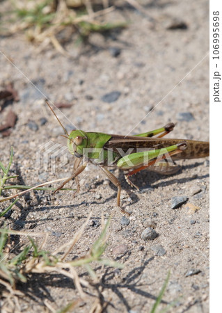 トノサマバッタ　9月中旬 106995698