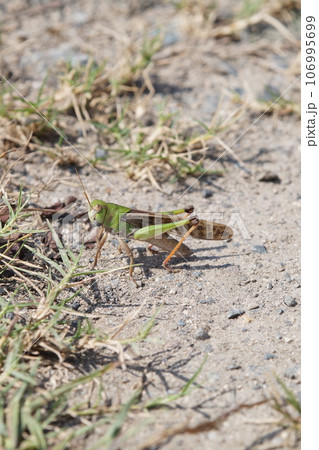 トノサマバッタ　9月中旬 106995699