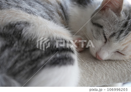 興味津々な子猫 106996203