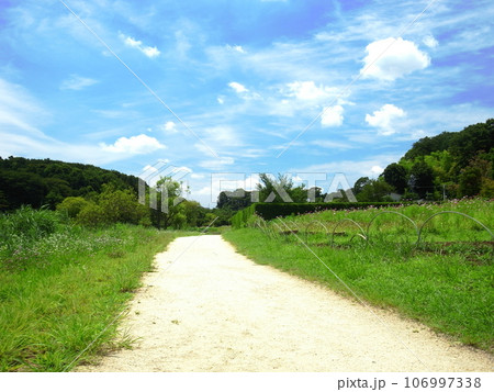 夏の小道のある里山風景 106997338