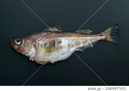 大変美味な日本の食用魚ハタハタ(鰰)の魚体(黒い背景) 大変美味な日本の食用魚ハタハタ(鰰)の魚体(黒い背景) 106997503