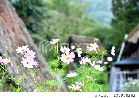 コスモスのある風景 コスモスのある風景 106998262