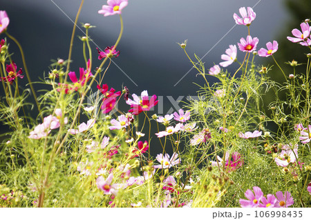 高原に咲くコスモス 106998435