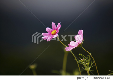 高原に咲くコスモス 106998438