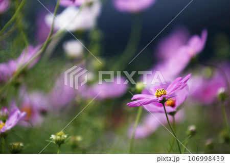 高原に咲くコスモス 106998439