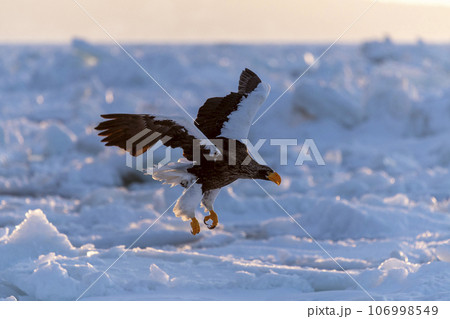 A beautiful Steller's Sea-eagle arrives on the sea ice in the early morning. A beautiful Steller's Sea-eagle arrives on the sea ice in the early morning. 106998549