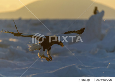 A beautiful Steller's Sea-eagle arrives on the sea ice in the early morning. A beautiful Steller's Sea-eagle arrives on the sea ice in the early morning. 106998550