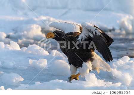 A beautiful Steller's Sea-eagle arrives on the sea ice in the early morning. A beautiful Steller's Sea-eagle arrives on the sea ice in the early morning. 106998554