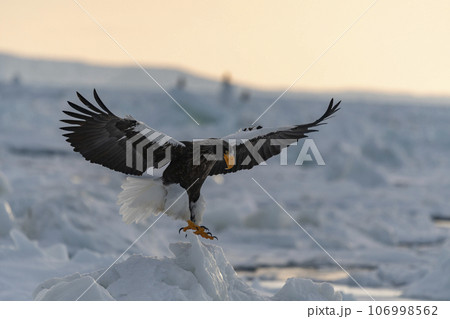 A beautiful Steller's Sea-eagle arrives on the sea ice in the early morning. 106998562