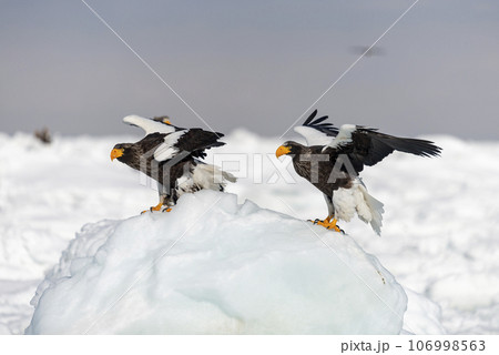 A beautiful Steller's Sea-eagle arrives on the sea ice in the early morning. A beautiful Steller's Sea-eagle arrives on the sea ice in the early morning. 106998563