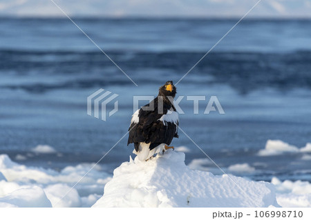Steller's Sea-eagles perched on the sea ice off the coast of Shiretoko, Japan. Steller's Sea-eagles perched on the sea ice off the coast of Shiretoko, Japan. 106998710
