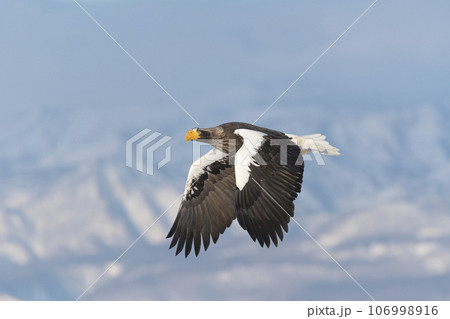 Steller's Sea-eagle in flight over the Nemuro Strait, off the coast of Shiretoko, Japan. Steller's Sea-eagle in flight over the Nemuro Strait, off the coast of Shiretoko, Japan. 106998916